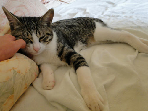 なでなでしてにゃ~