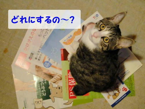 どれにするの~?