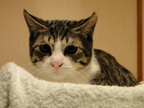 飛ぶ?