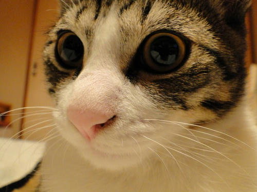 何?