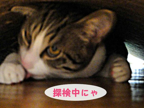 探検中にゃ