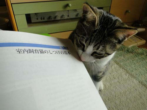 なに読んでるの?