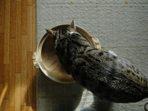 お鍋、お鍋~♪