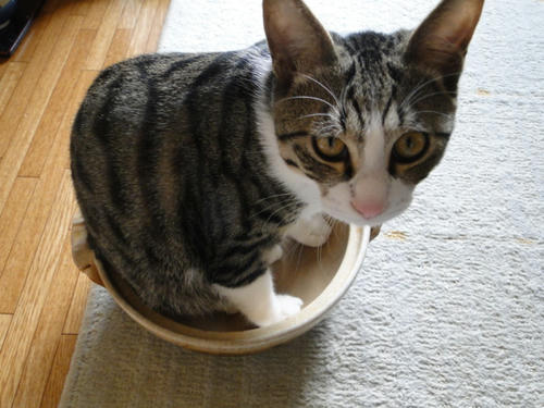 縮んだ?