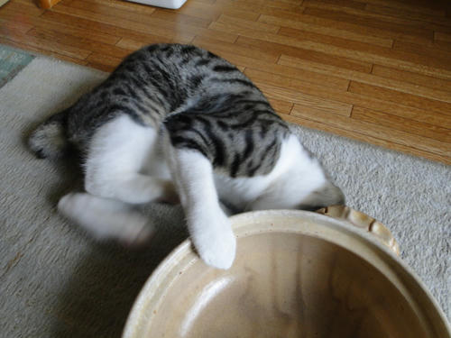 猫キック!