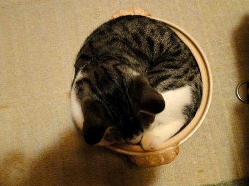 無理やり