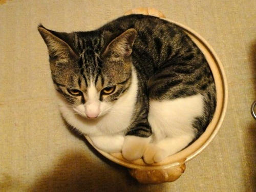 まだ入れるもん