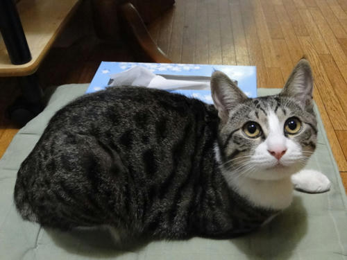もちろん子猫だよ