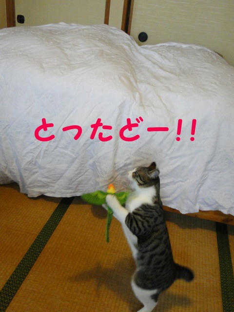 とったどー!