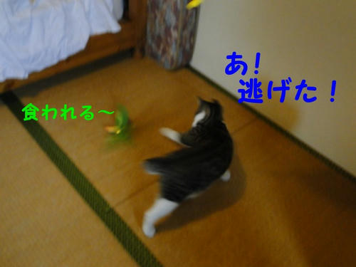 あ、逃げた