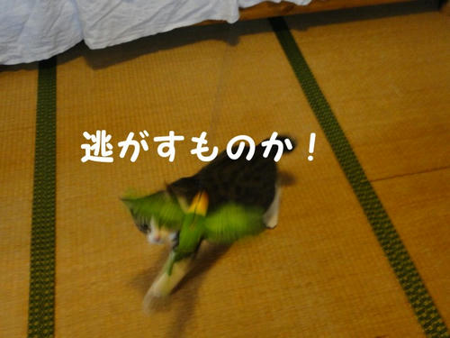 にがすものか
