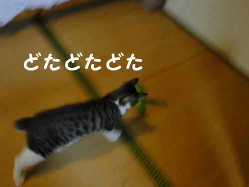 どたどた