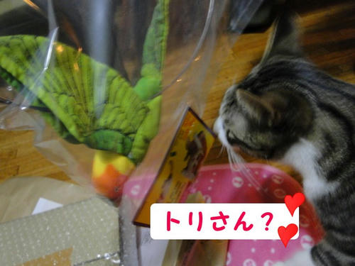 鳥さん到着