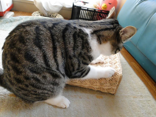 バリバリ