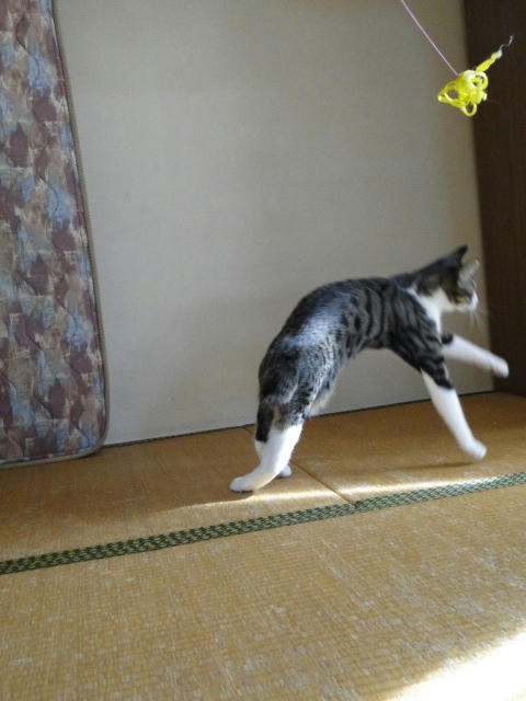 胴、長っ!