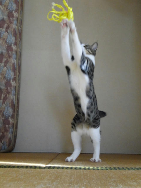 キャッチ