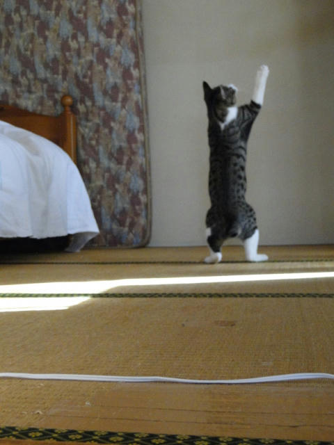ハーイ!