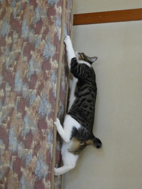 よじ登り