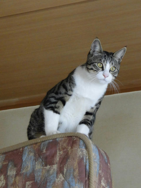 早くするにゃ!