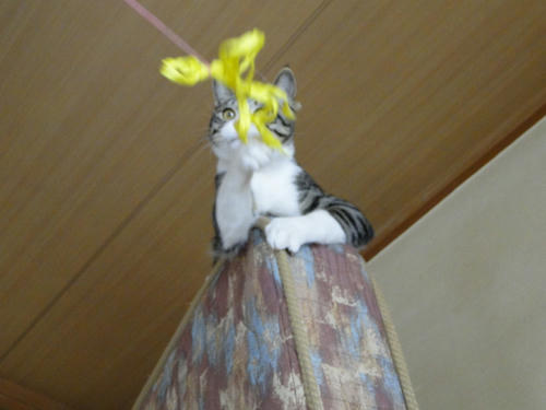 こんなの余裕にゃ