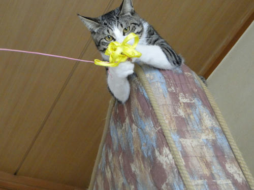 ふふんっ!