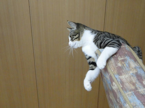 ふふんっ