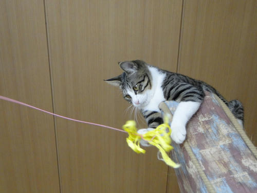 キャッチ