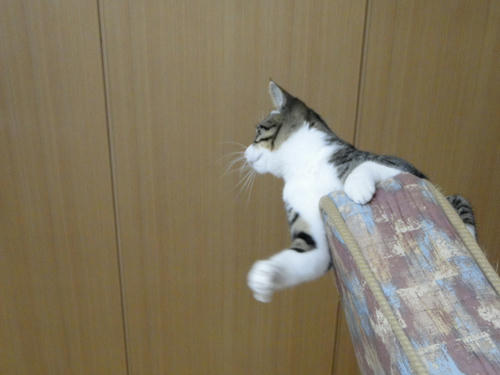 もうちょっと待つにゃ