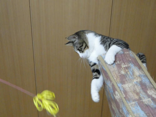 もうひと声にゃ!
