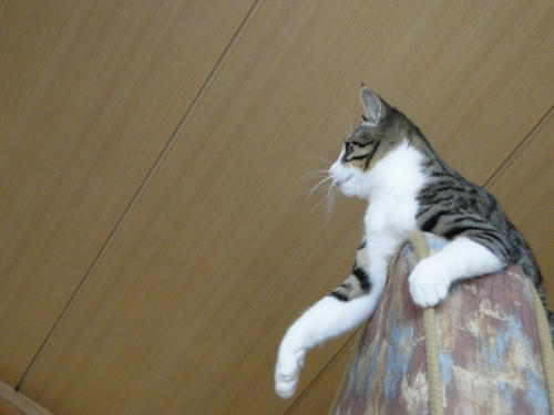 チャンスにゃ!!