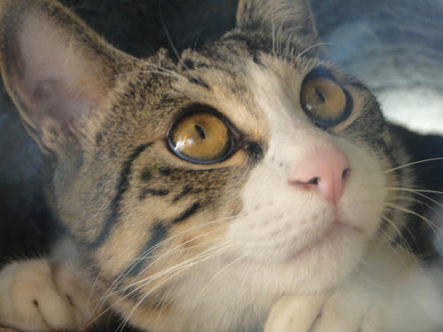 にゃんこ巻き1