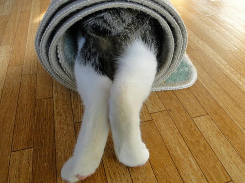 にゃんこ巻き4