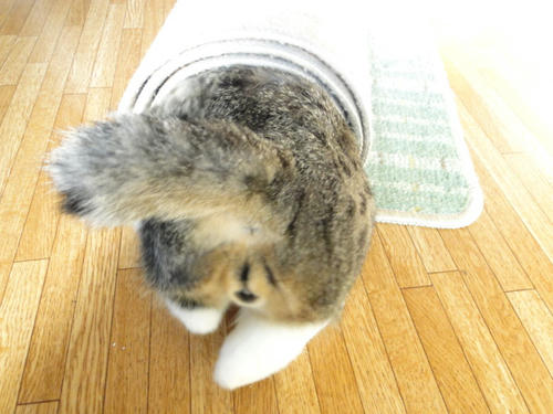 にゃんこ巻き5