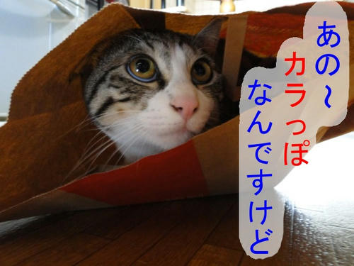 空っぽですけど?