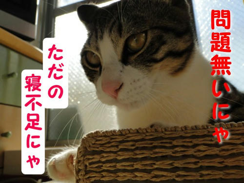 寝不足にゃ