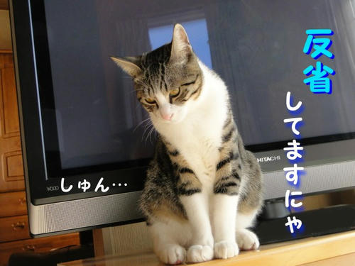 反省はしてますにゃ・・・