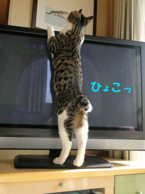 遊ぶにゃ