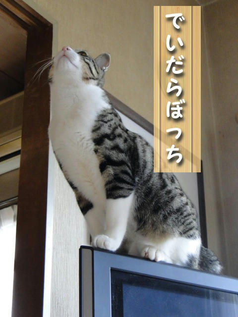 でいだらぼっち