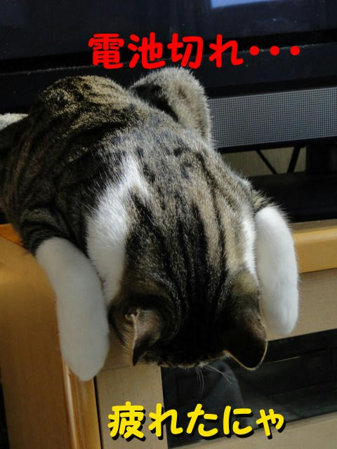 疲れた・・・