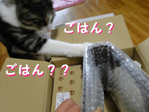 ごはん?