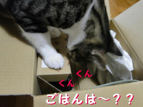 ごはんは?