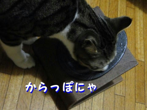からっぽにゃ