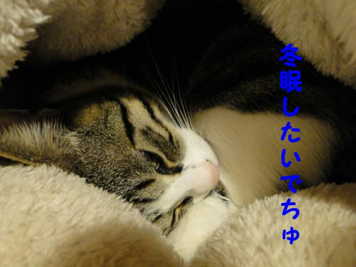 冬眠したい