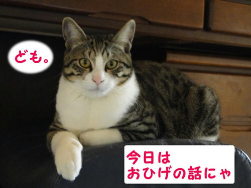 おひげの話にゃ