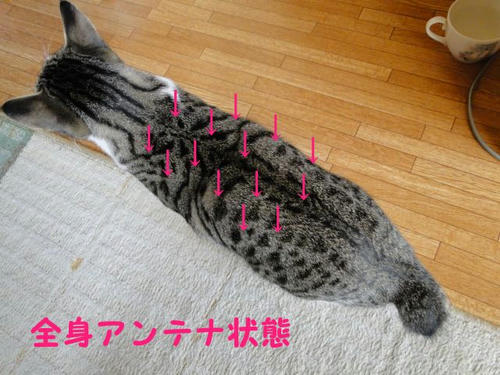全身アンテナ状態