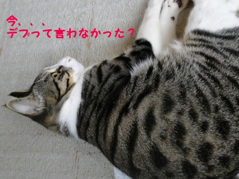 デブって言わなかった?