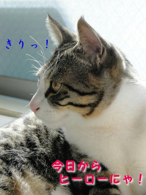 今日からヒーローにゃ