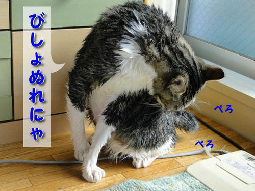 びしょぬれにゃ