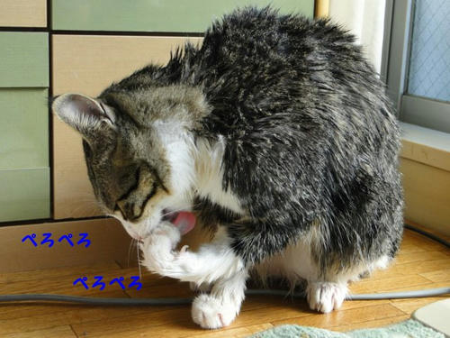 ぺろぺろ
