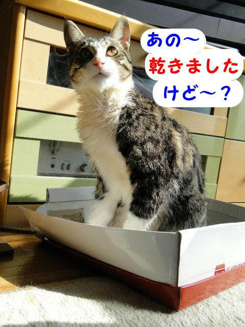 乾きました~!